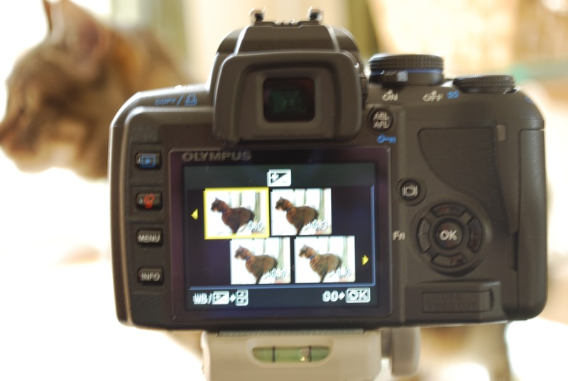 Illustration for article titled Lightning Review: Olympus E-420, the World's Smallest, Lightest, Cheapest DSLR